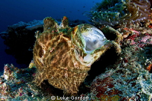 Giant Frogfish having a yawn, using the tokina and teleco... by Luke Gordon 